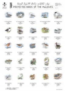Protected birds of the Maldives