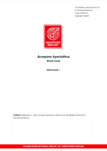 Maldives Red List: Acropora Hyacinthus