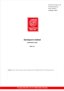 Maldives Red List: Goniopora Stokesi