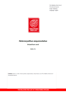 Maldives Red List: Heterocyathus Aequicostatus