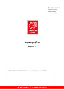 Maldives Red List: Isopora Palifera