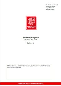 Maldives Red List: Pachyseris Rugosa