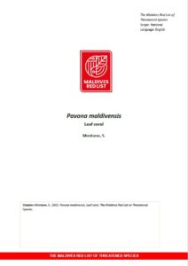 Maldives Red List: Pavona Maldivensis