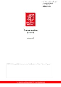 Maldives Red List: Pavona Varians