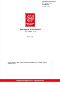 Maldives Red List: Physogyra Lichtensteini