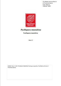 Maldives Red List: Pocillopora Meandrina