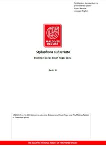 Maldives Red List: Stylophora Subseriata