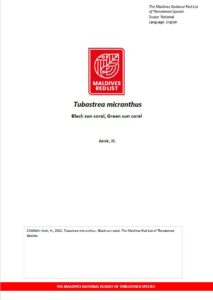 Maldives Red List: Tubastrea Micranthus