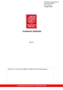 Maldives Red List: Turbinaria Stellulata